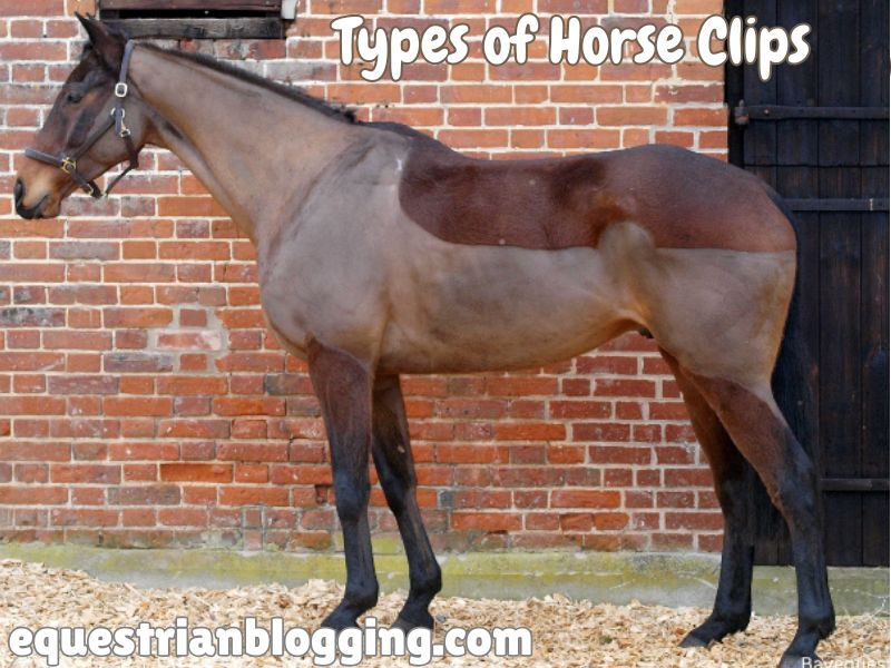 Types of Horse Clips