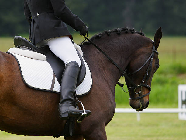 Best Dressage Saddles