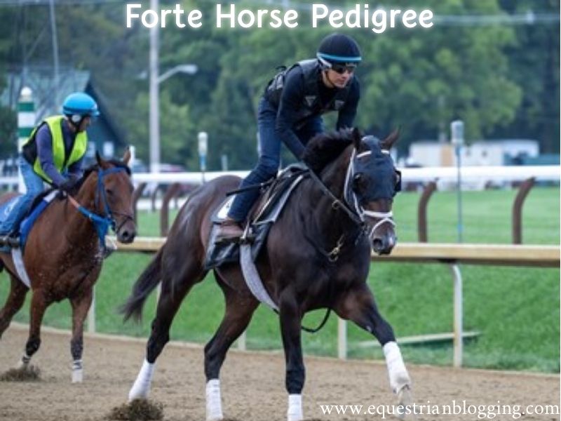 Forte Horse Pedigree