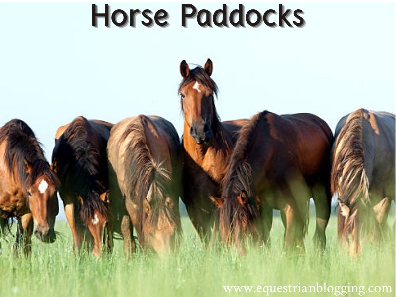 Horse Paddocks
