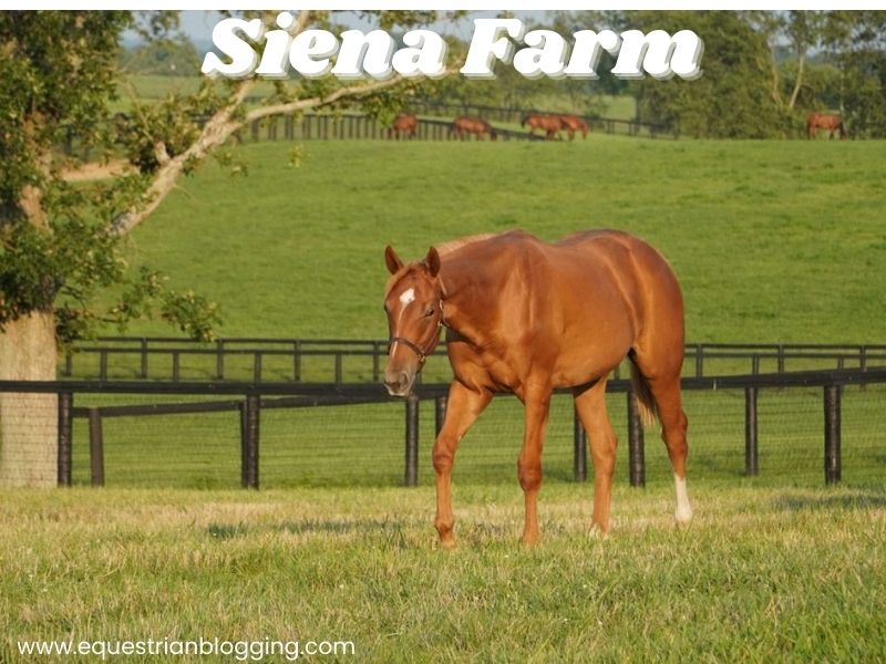 Siena Farm