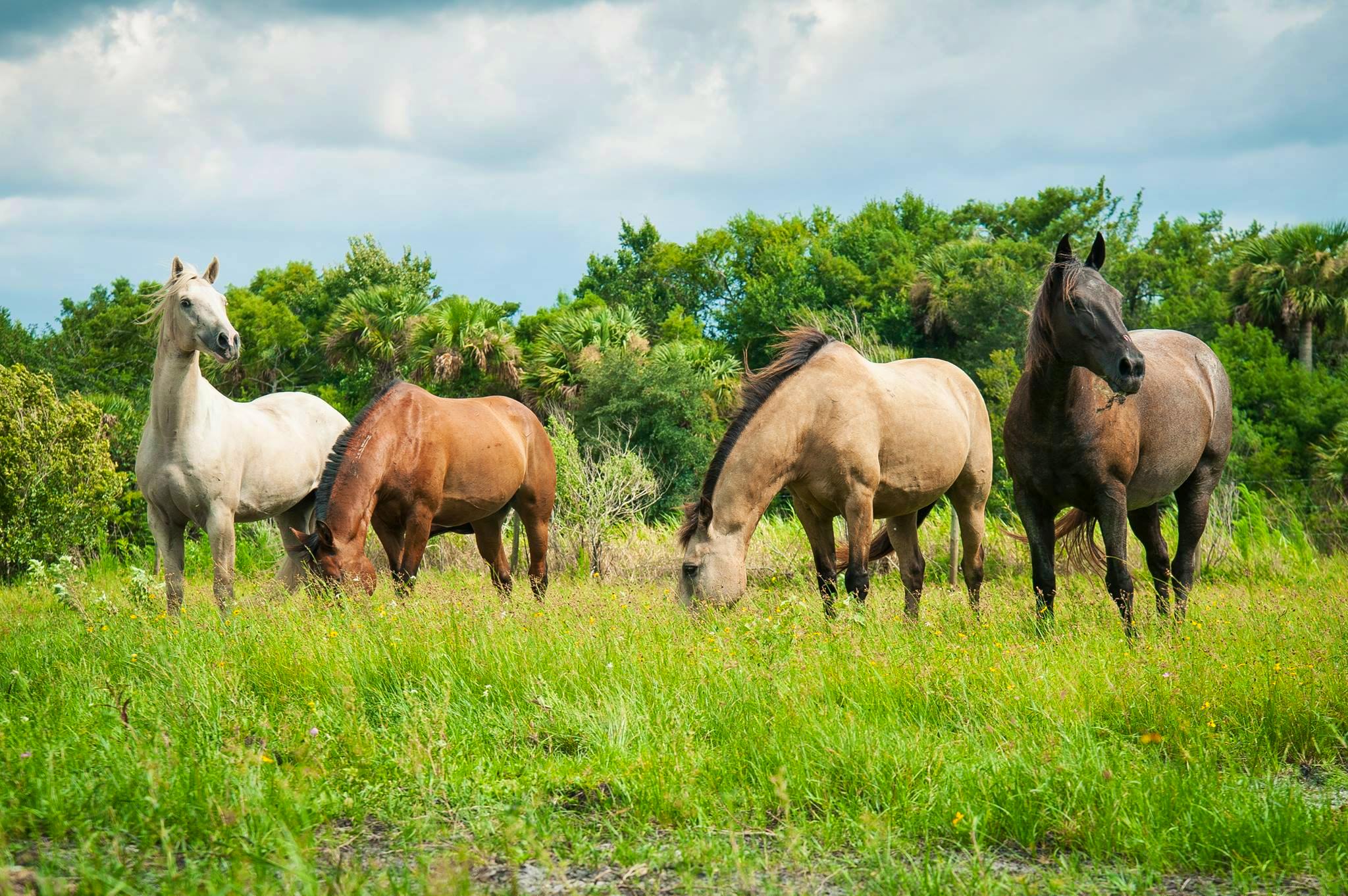 Can Horses Eat Potatoes