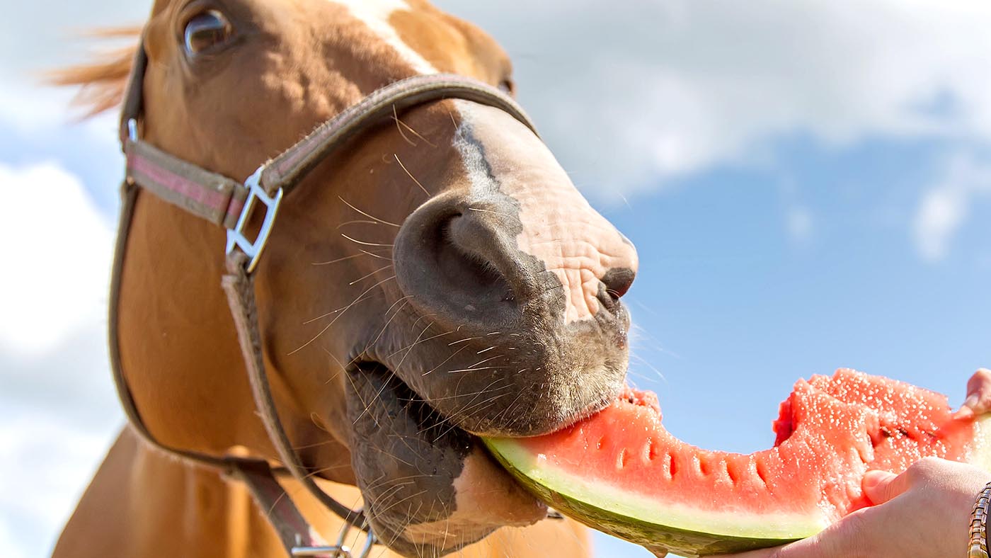 Can Horses Eat Watermelon Rinds