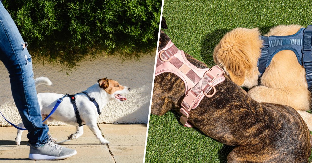 Dog Slings for Small Dogs
