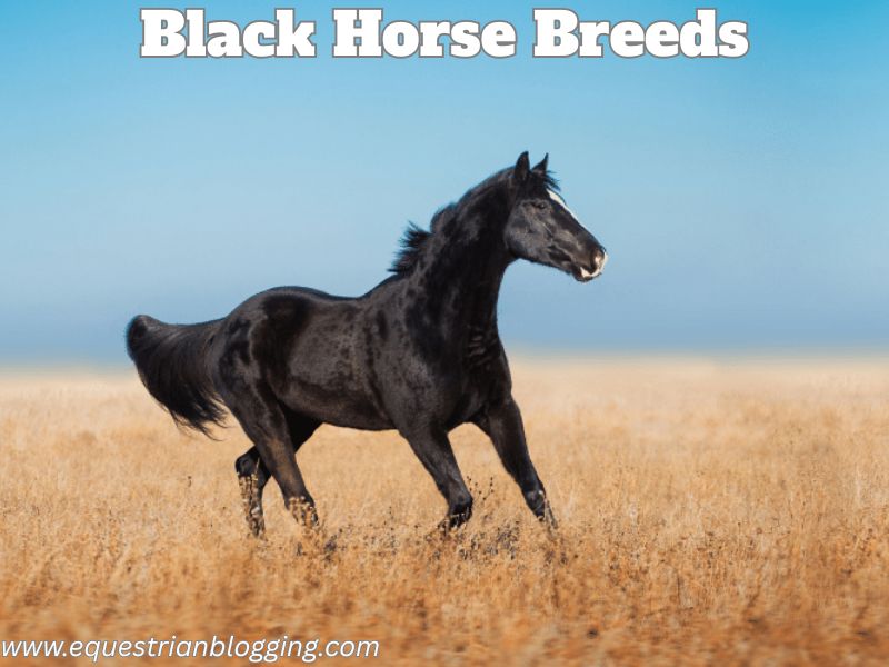 Black Horse Breeds