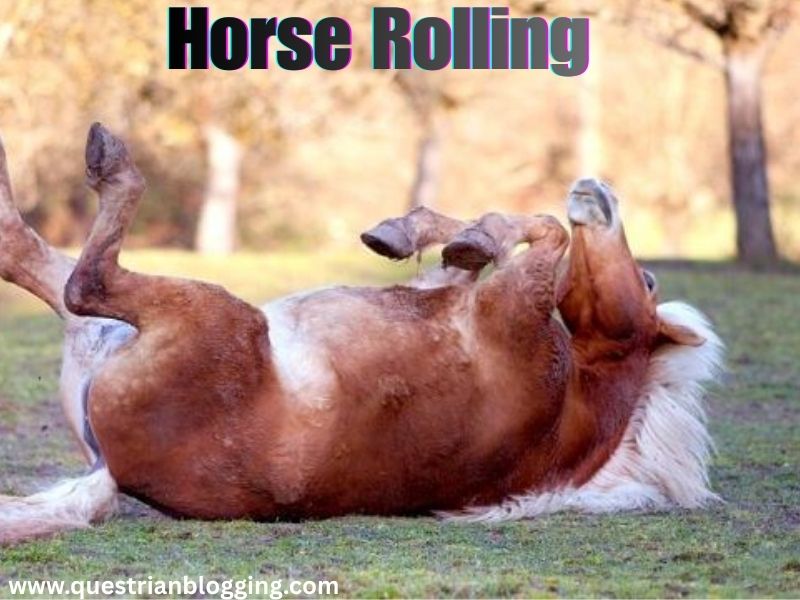Horse Rolling