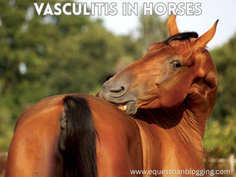 Vasculitis in Horses