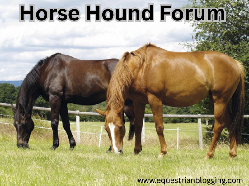 Horse Hound Forum