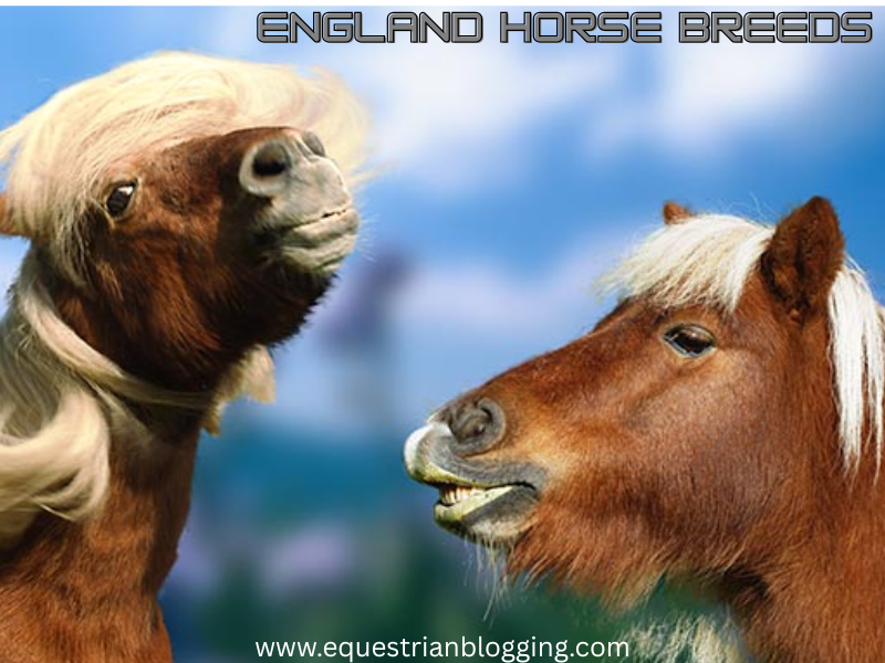 England Horse Breeds