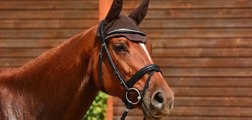 Snaffle Bits for Horses