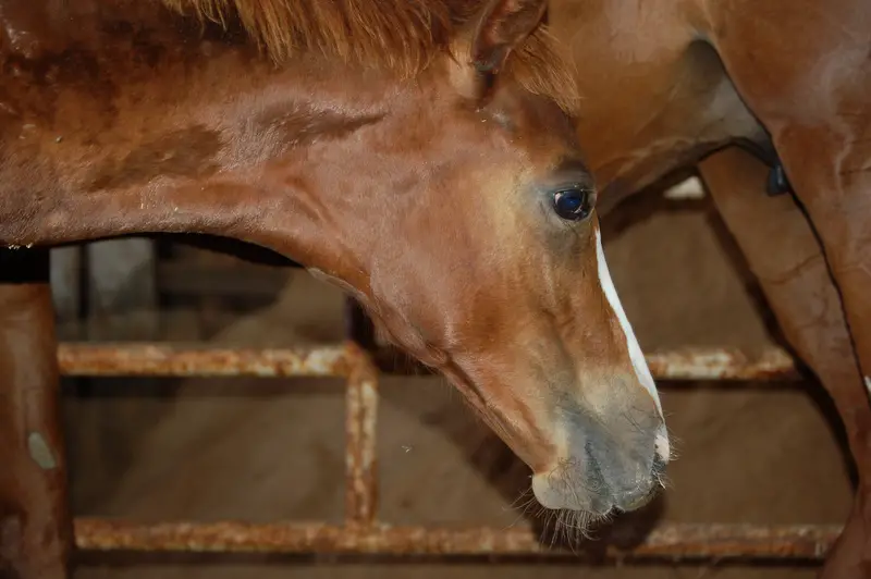 Vasculitis in Horses