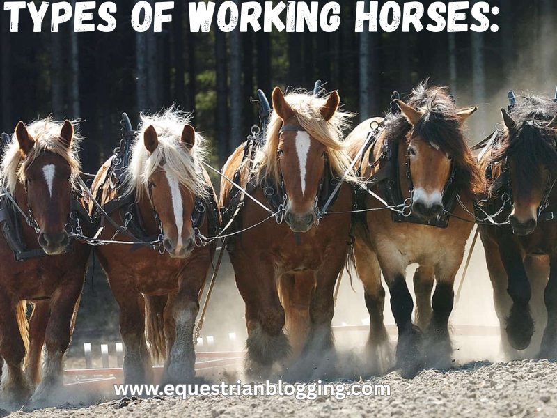https://equestrianblogging.com