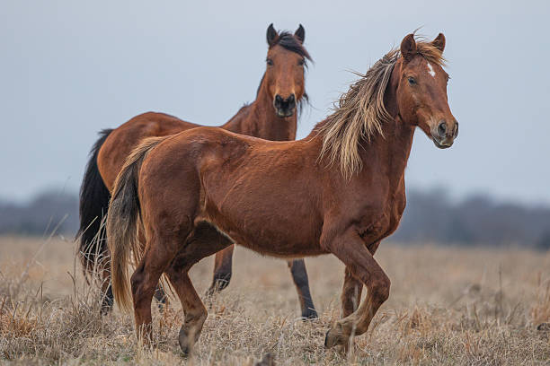 What Are Mustangs Horses Used For