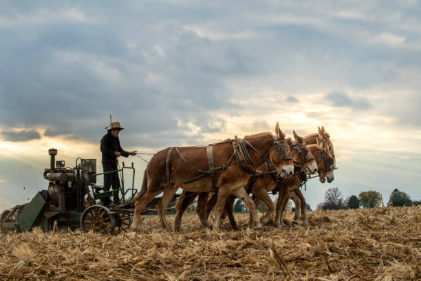 types of working horses