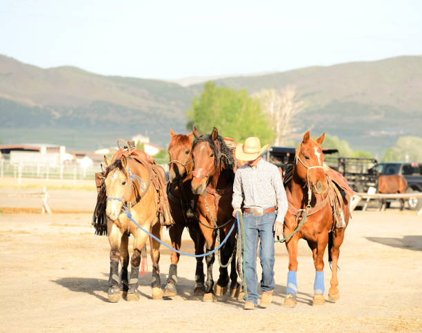 types of working horses