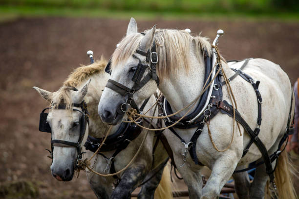 types of working horses