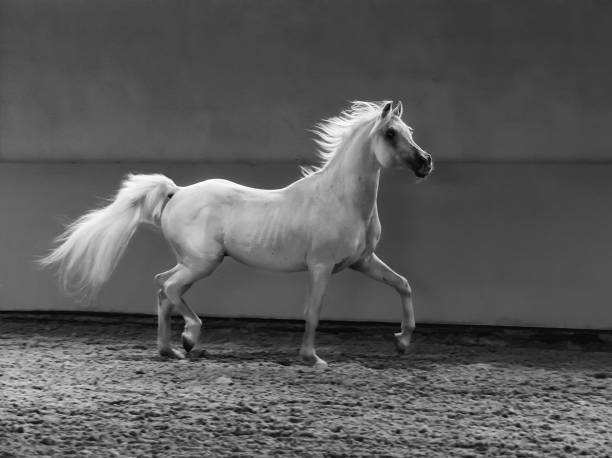 Equestrian Dressage Meaning: A Complete Guide for Riders and Curious Readers